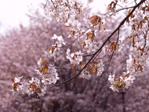volatour04 桜イメージ